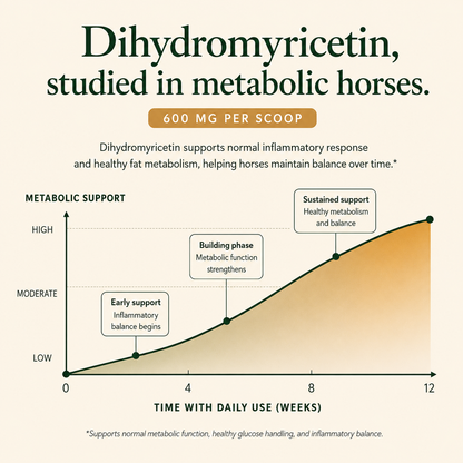 Equine Wellness - MetaSupport