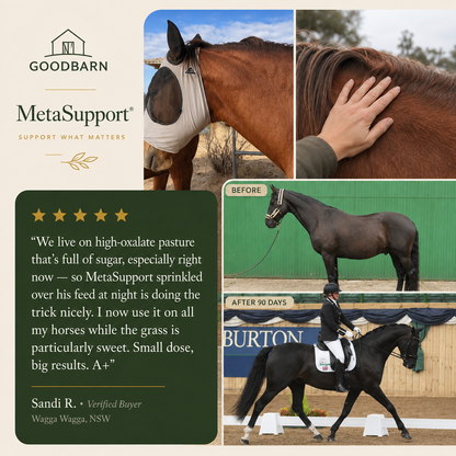 Equine Wellness - MetaSupport